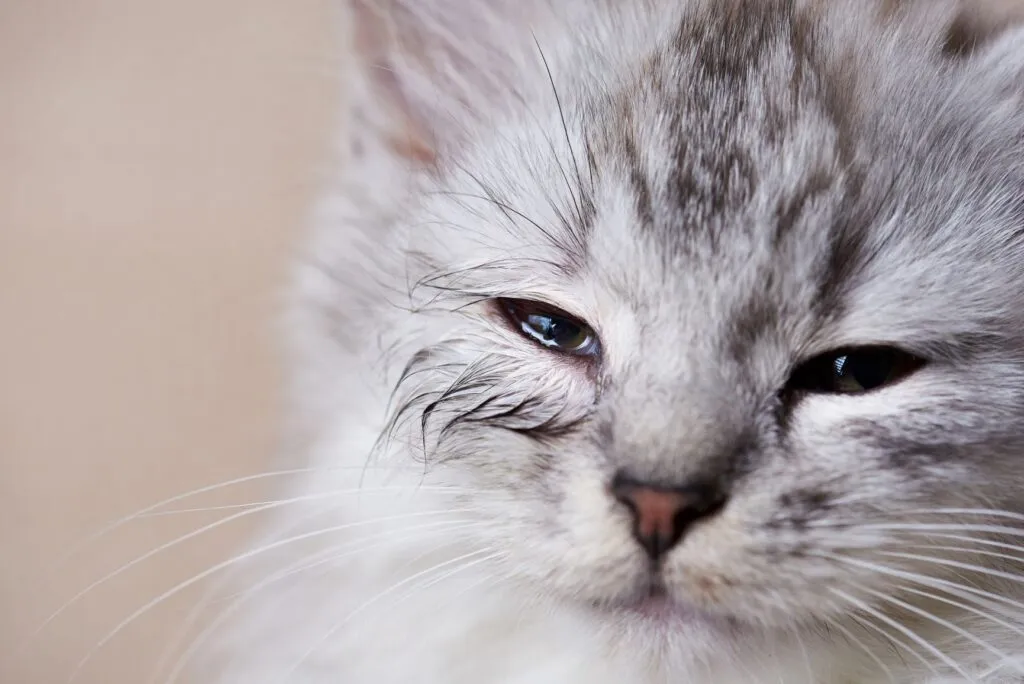 Blind cat with vision loss in the right eye