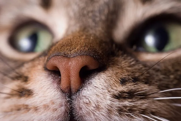 Cat nose showing moisture for health