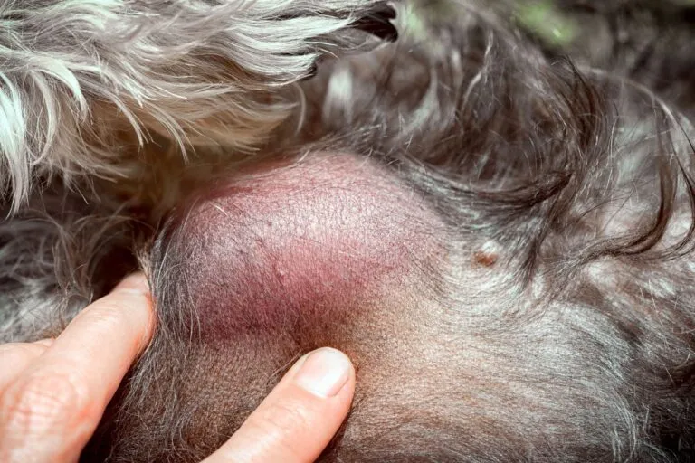 A soft lump on a dog’s skin that may indicate a benign lipoma.