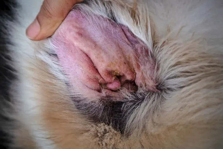 Dog ear infection with redness, brown debris, and thickened skin.