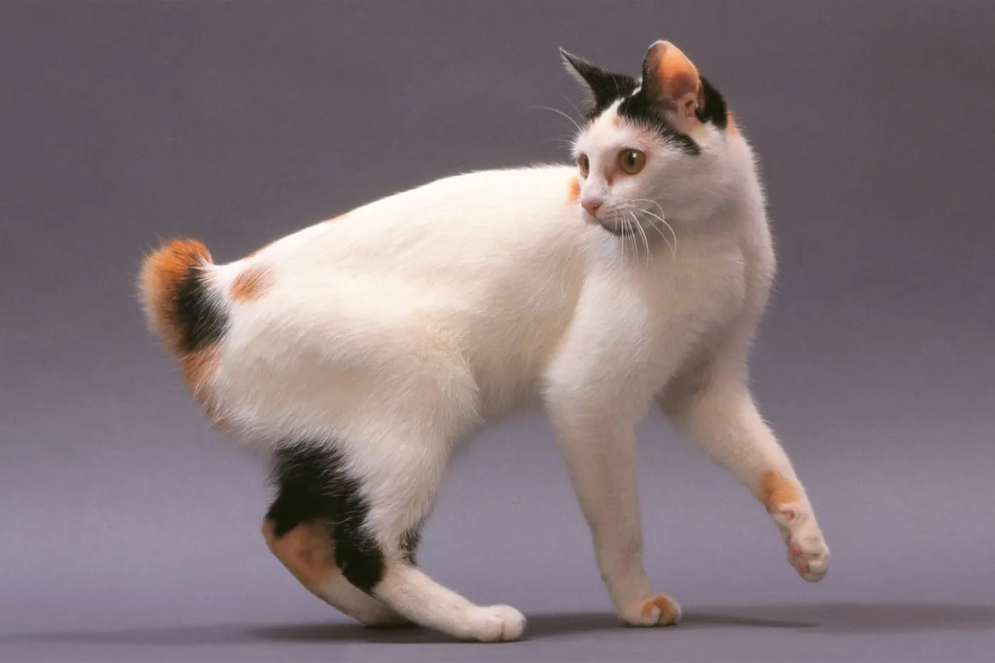 Tricolour Japanese Bobtail cat showing its distinctive coat pattern, symbolising good luck in Japan.