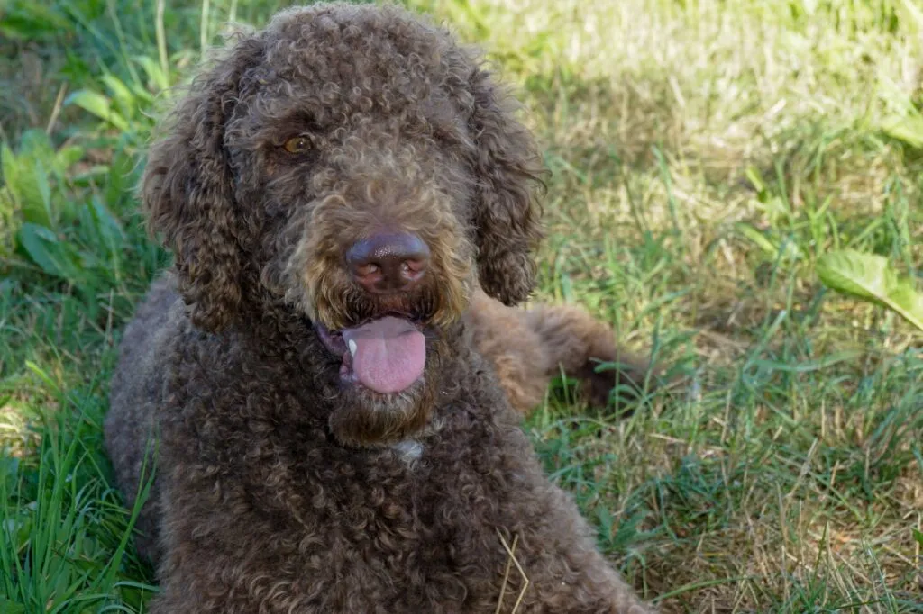 Labradoodle dog sitting on the floor.