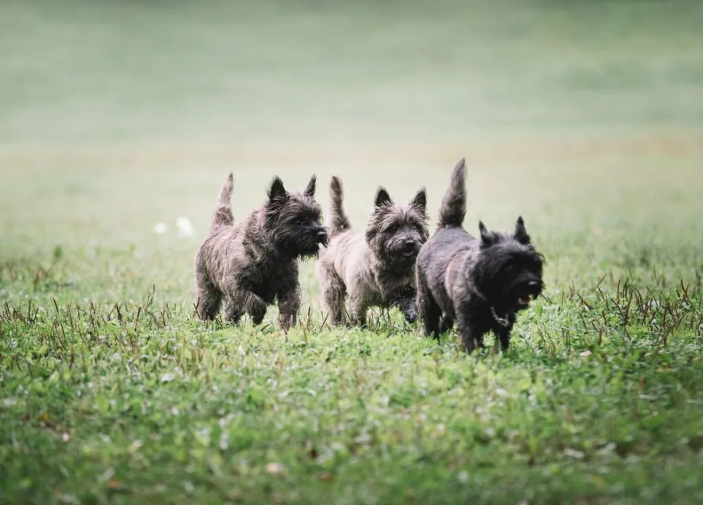 Black Cairn Terrier resembling Toto from The Wizard of Oz, a famous inspiration for dog names.
