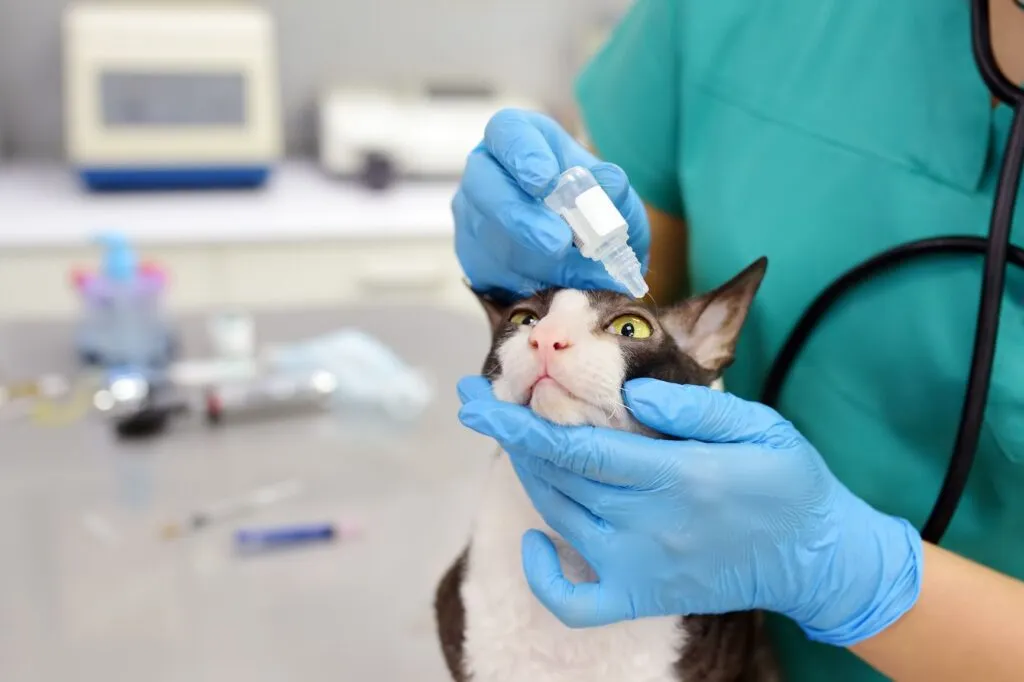 Applying eye drops to a cat to treat an eye condition
