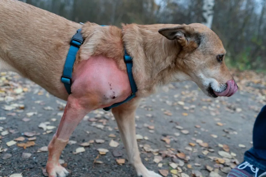 Healing wound on a dog after surgical removal of a lipoma.