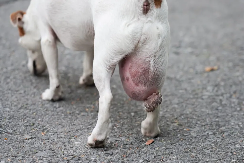 A very large tumor on a dog&rsquo;s thigh.