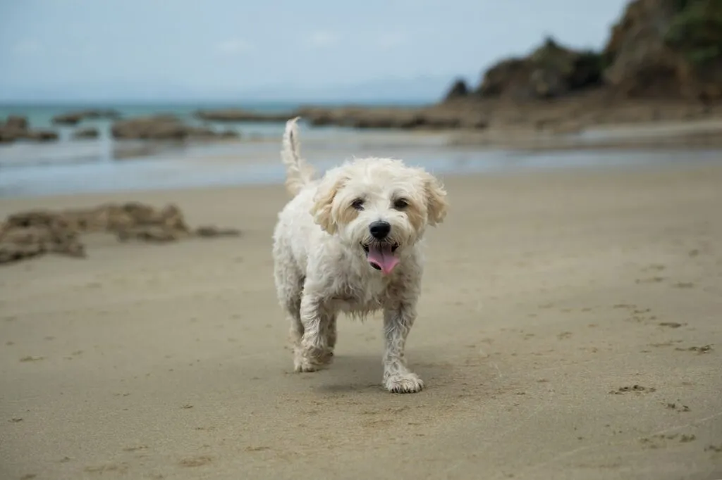 A Cavachon happily walking beside its owner outdoors, showing the breed’s affectionate and loyal nature.