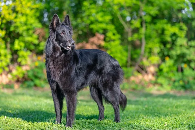 A Groenendael standing outdoors, showing its dense, glossy black coat that is typical of this elegant Belgian Shepherd breed.