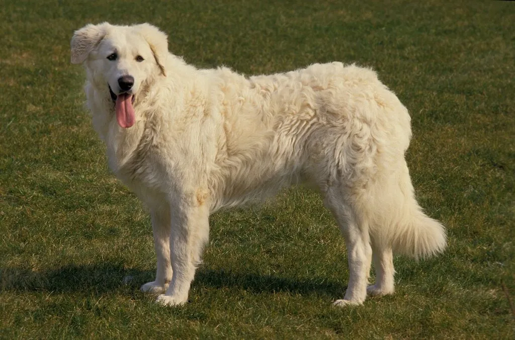 A Kuvasz standing proudly outdoors, representing the Hungarian breed’s historic role as a loyal guardian and protector of livestock.