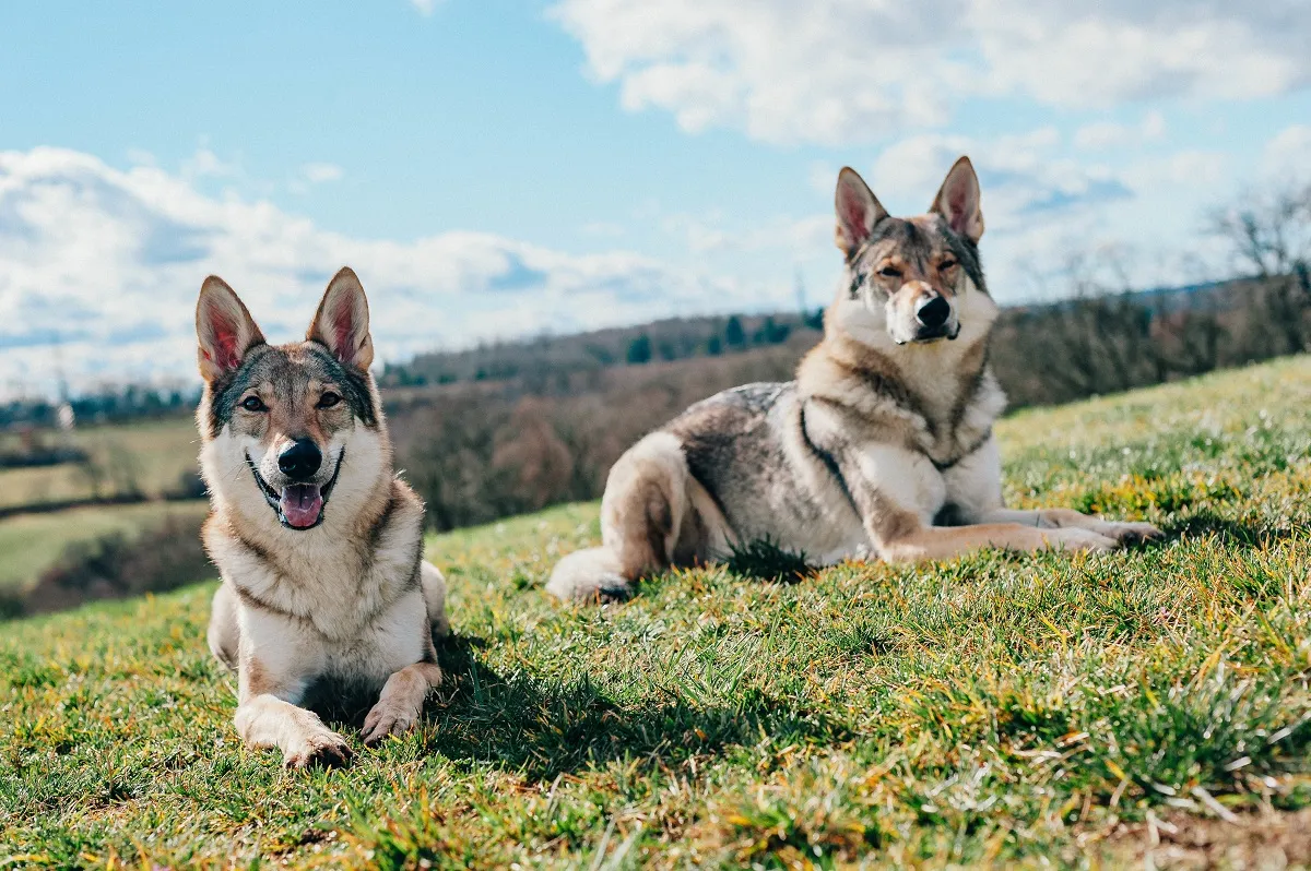 A sociable Tamaskan dog enjoying the company of another dog outdoors, reflecting its need for companionship and pack life.