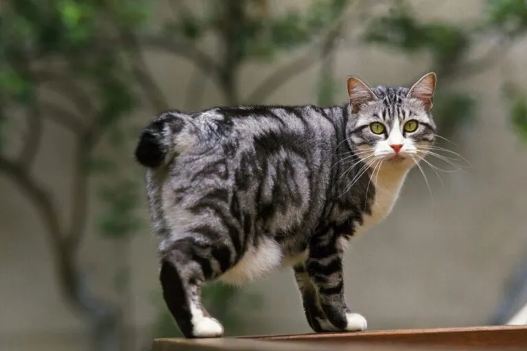 Japanese Bobtail cat with its characteristic short tail, sitting and looking alert.