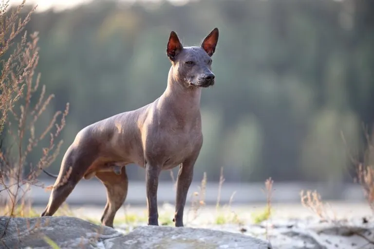 A Mexican Hairless Dog standing proudly, showing its broad chest, elongated body, and triangular ears.