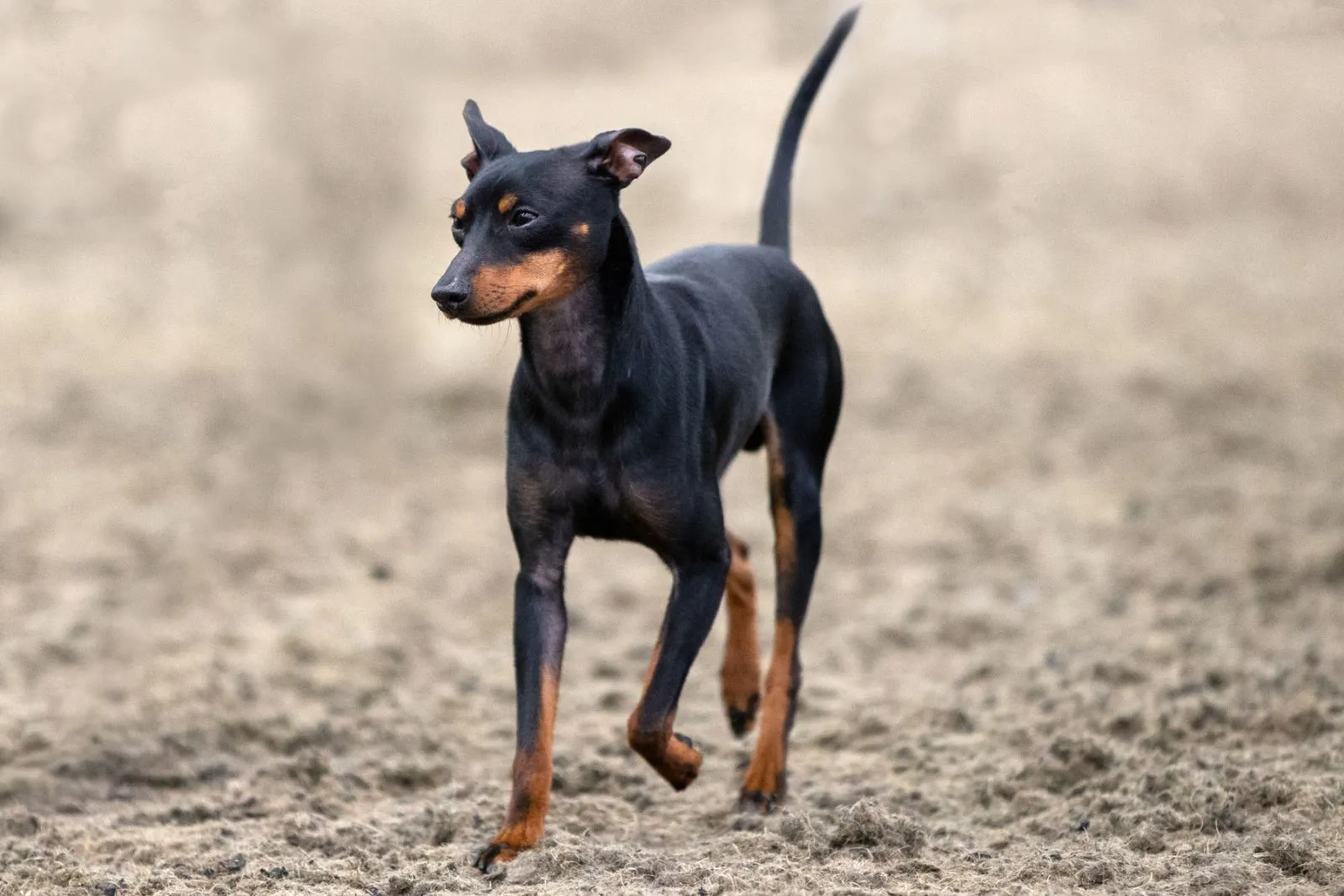 English Toy Terrier displaying its active nature and lively temperament outdoors.
