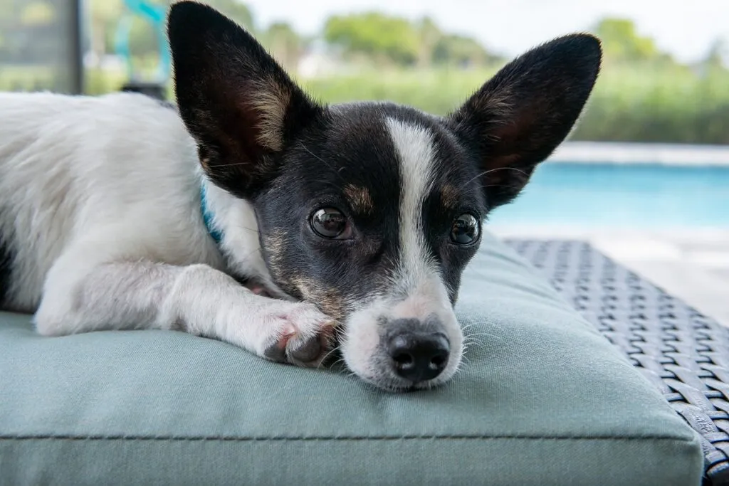Close-up of a Rat Terrier with a wedge-shaped head and widely spaced brown eyes