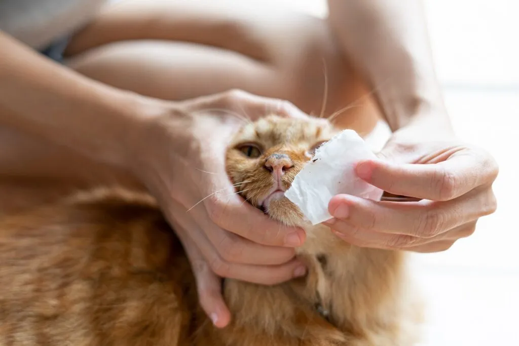 Cleaning a cat's dry or dirty nose for health care