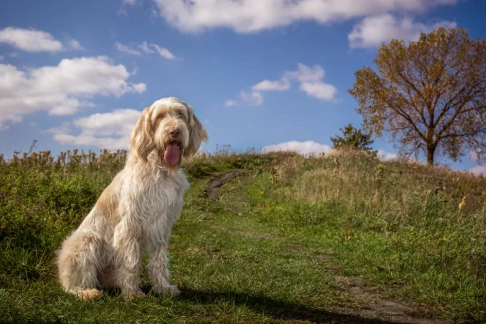 A Spinone Italiano walking outdoors with its owner, enjoying nature and displaying the breed’s friendly and active temperament.
