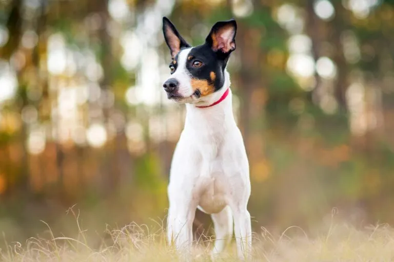 A Rat Terrier standing alert on grass, representing the breed’s origins from Smooth Fox Terriers and Manchester Terriers.