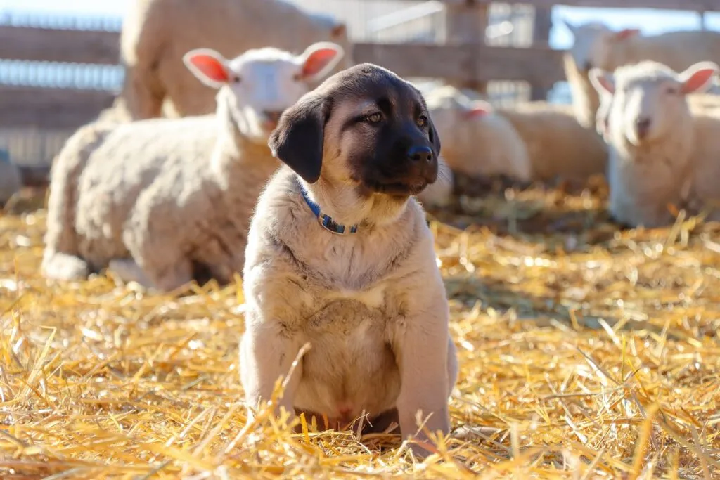 A Kangal puppy walking among sheep, learning to protect the herd as a future livestock guardian dog.