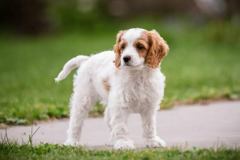 A Cavachon standing and looking to the side.