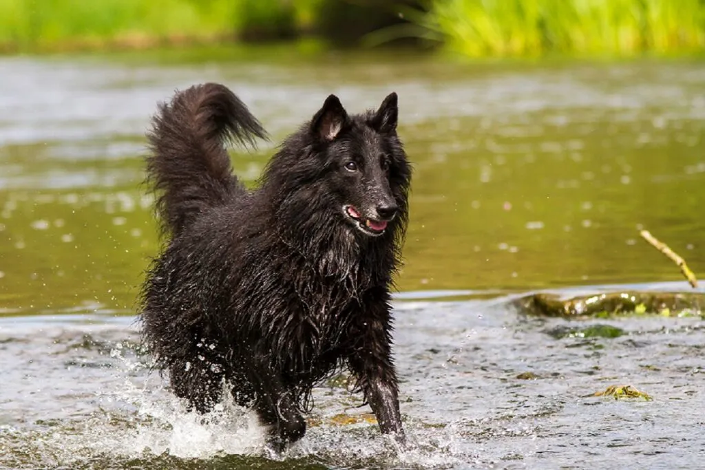A Groenendael enjoying nature by a lake, confidently standing in the water.