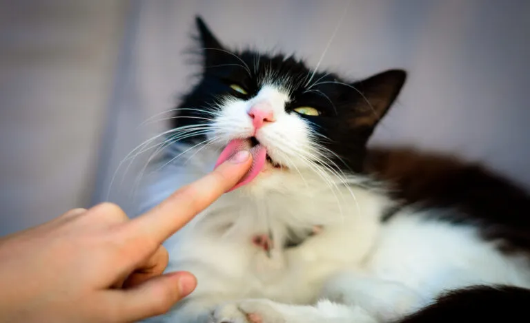Cats lick for many reasons