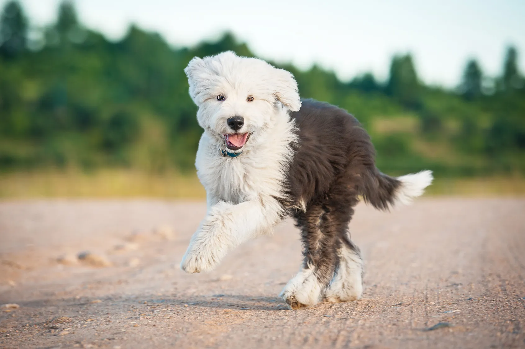 Old English Sheepdog playing and looking at the camera