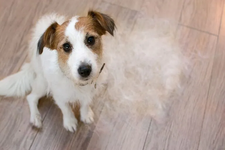 Dog with hair loss indicating a potential health issue.