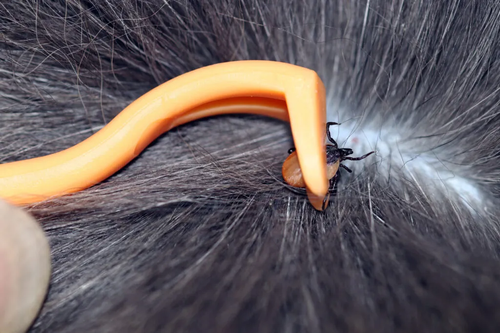 Tick being removed from a cat with a tick hook.