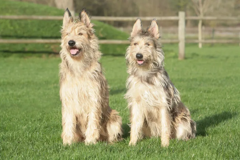 Upright ears and fluffy fur of a Berger Picard dog