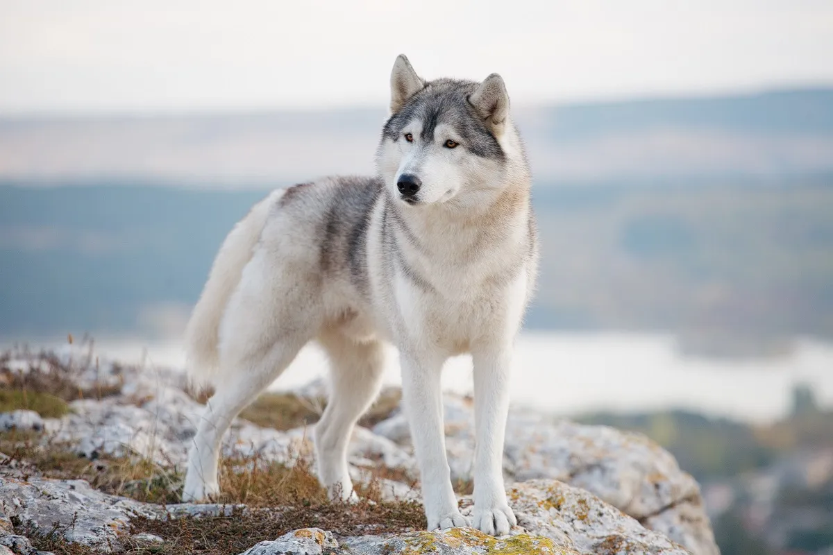 Strong Siberian Husky
