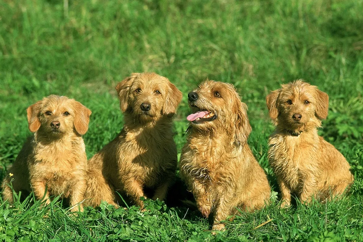 Social Basset Fauve de Bretagne interacting peacefully with other dogs.