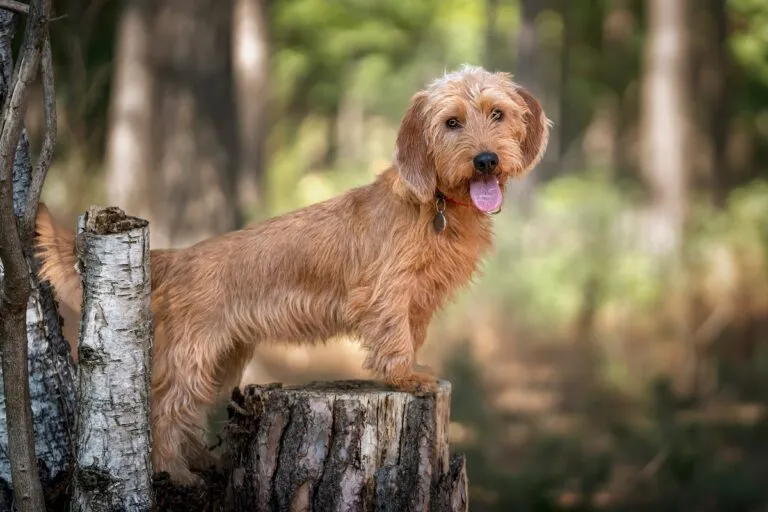 Basset Fauve de Bretagne with distinctive fawn-coloured coat.