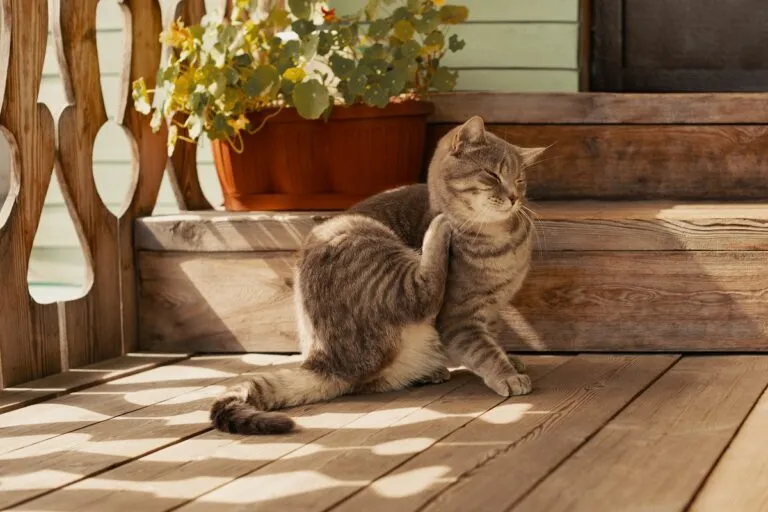 Cat scratching itself, illustrating itching as a possible symptom of feline mange.