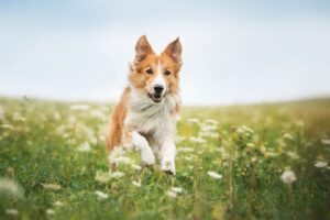 Tick Bite in Dogs: Removing and Preventing Ticks