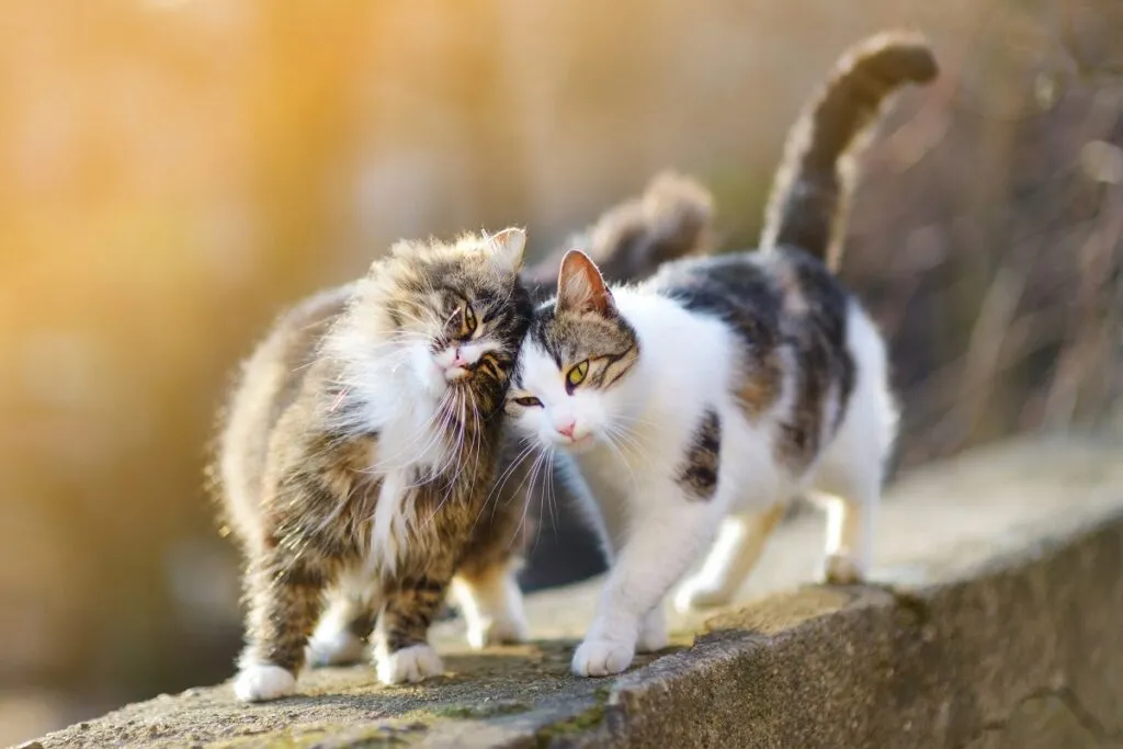 Close-up of a cat in contact with another cat.