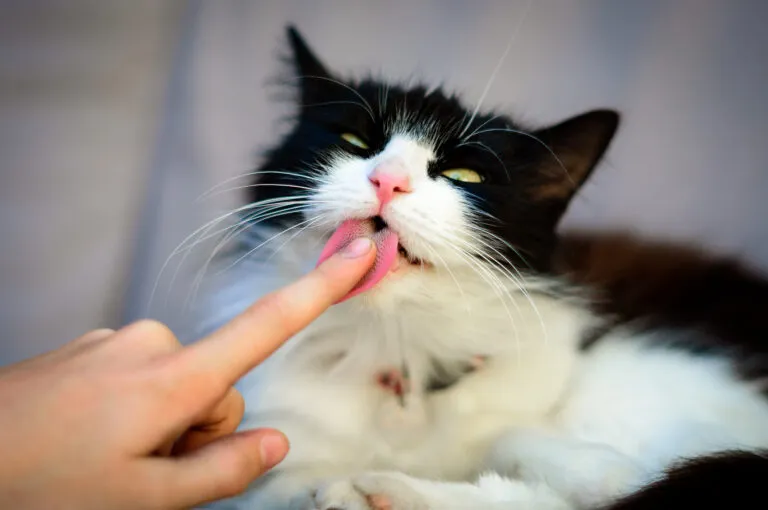 Cat licking someone