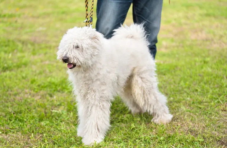 Komondor with its ivory-coloured, corded coat showing the breed’s distinctive long, shaggy hair.