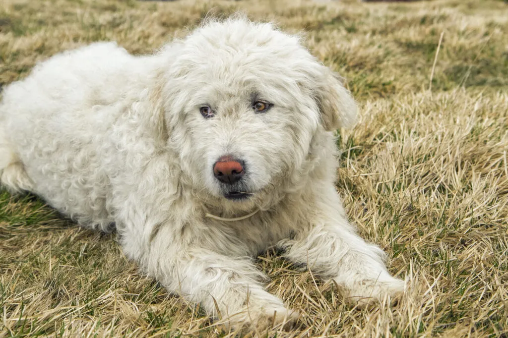 Komondor displaying its calm, independent temperament as a territorial livestock guardian dog.