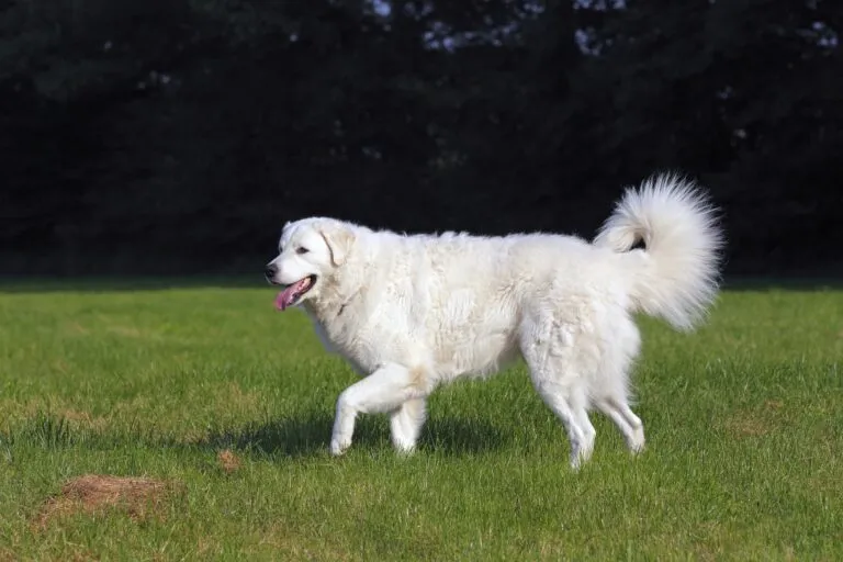 Kuvasz with its light coat, representing the breed’s historic role as a guardian and hunting dog in Hungary.