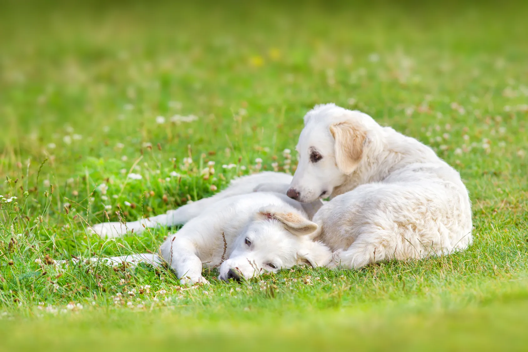 Kuvasz enjoying outdoor activity, reflecting the breed&rsquo;s need for long walks and space to guard its territory.