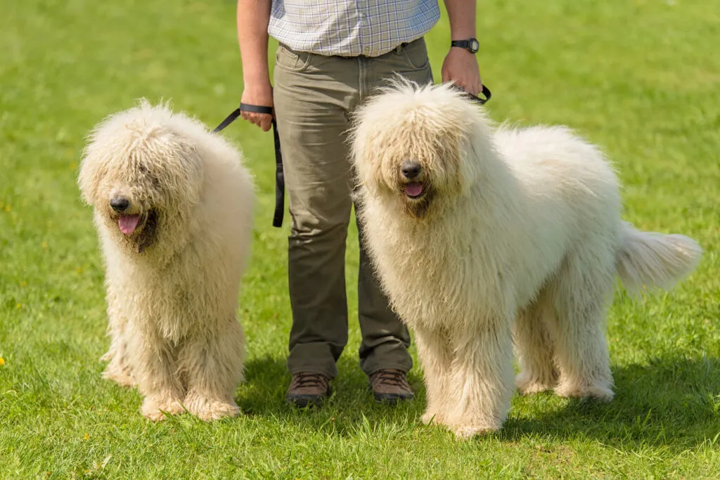 Komondor in a spacious outdoor area, reflecting the breed’s need for experienced owners and large territories.