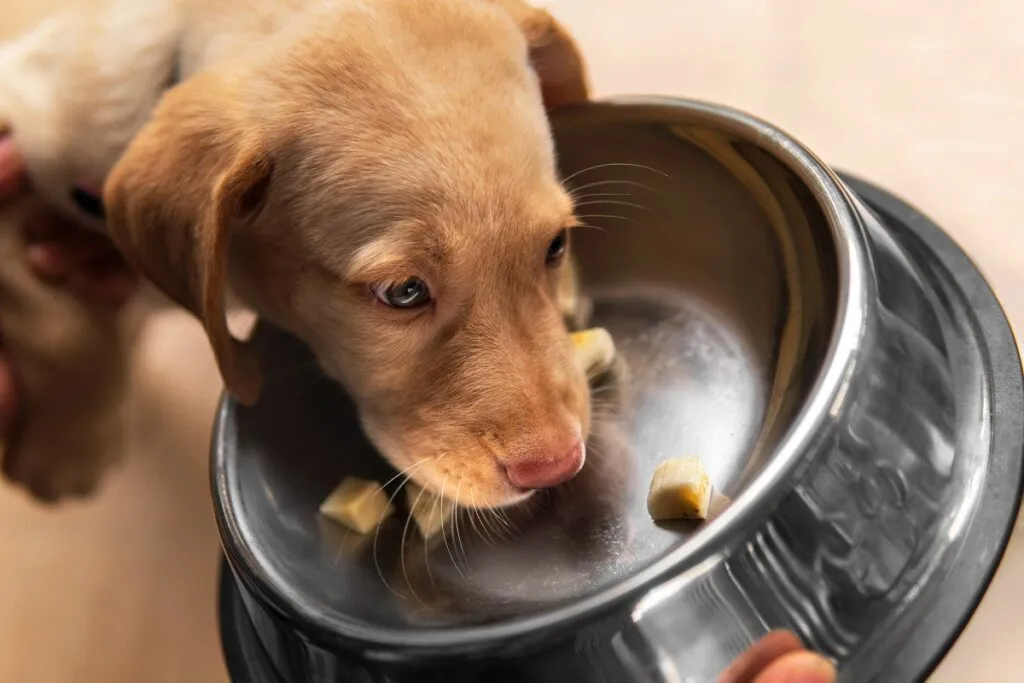 Puppy near a food bowl with banana pieces, but can dogs eat bananas?