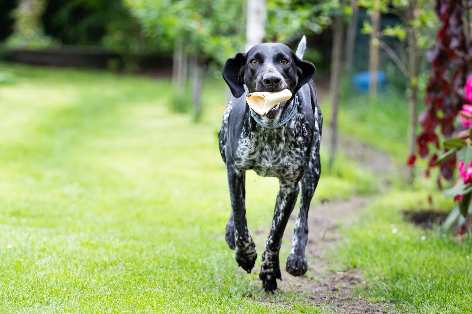 German shorthaired pointer loves exercise