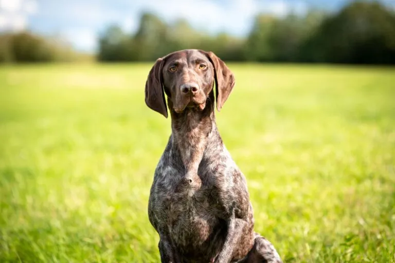 German Shorthaired Pointer standing alert outdoors