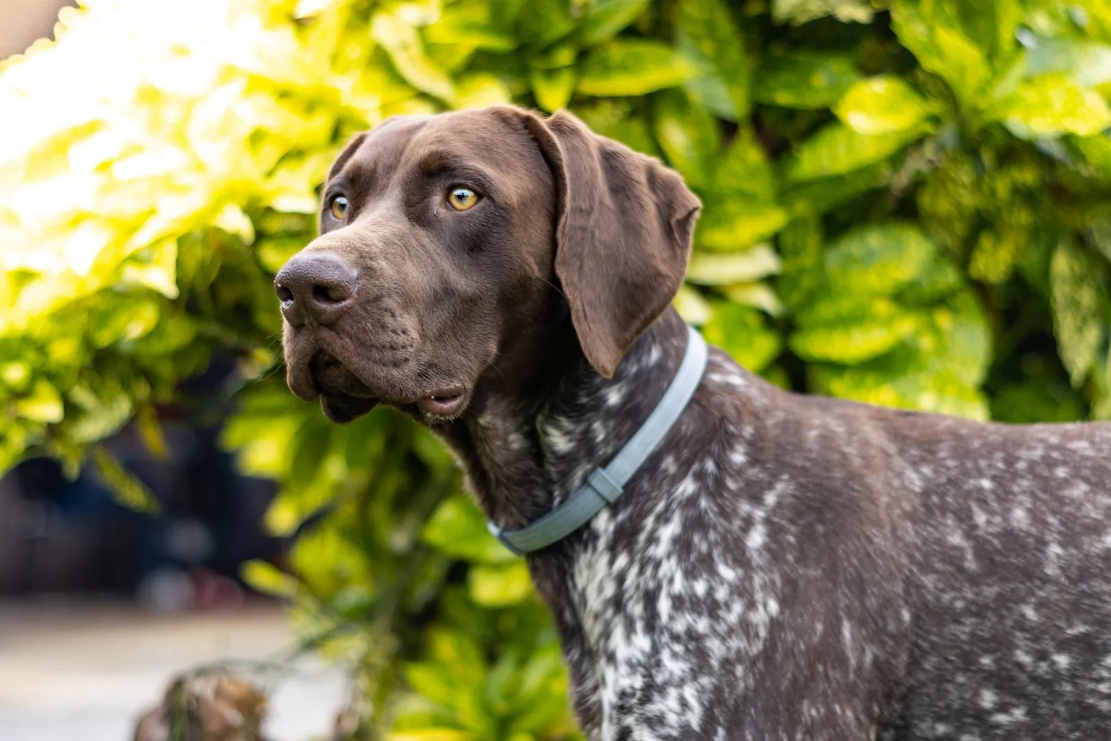 German Shorthaired Pointer with short coat outdoors