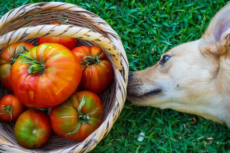 Dog sniffing a basket of tomatoes — can dogs eat tomatoes?
