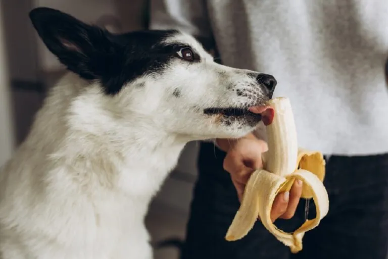 Dog eating a banana — can dogs eat bananas?