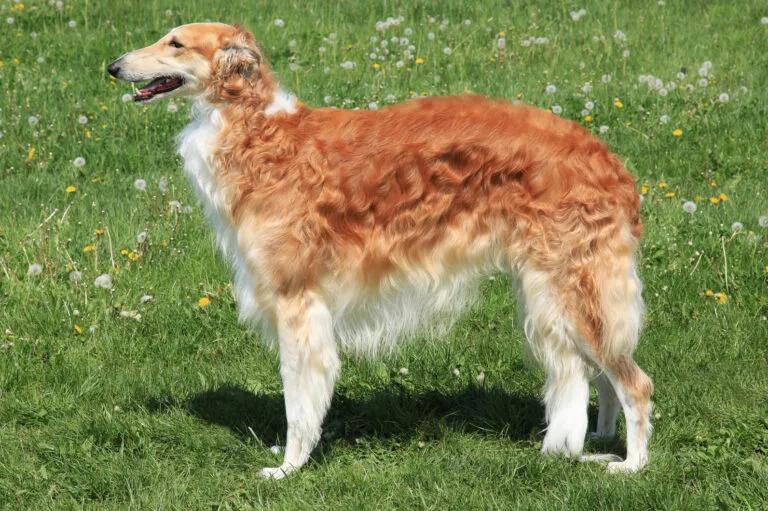 Borzoi dog standing in grass with long silky coat