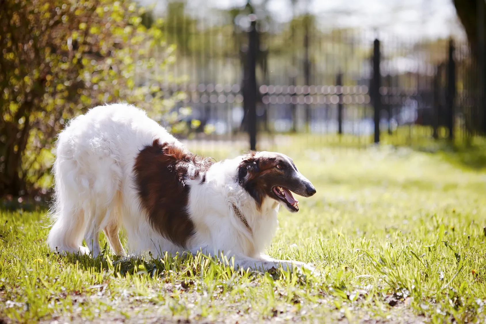 Borzoi dog running in an open field
