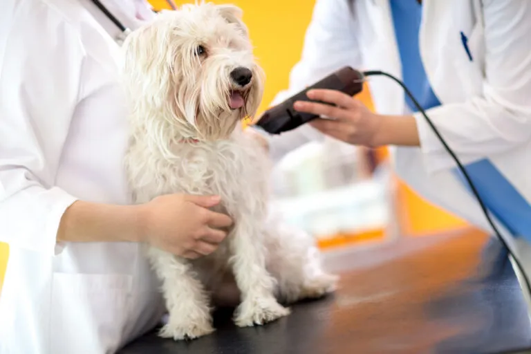 Dog being clipped during grooming.